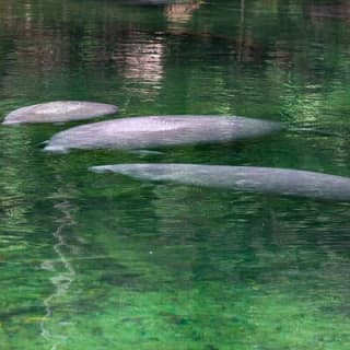  St. Johns River Nature Cruise at Blue Spring State Park 