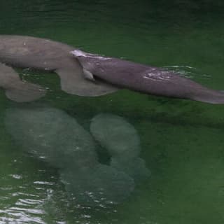  St. Johns River Nature Cruise at Blue Spring State Park 