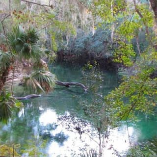  St. Johns River Nature Cruise at Blue Spring State Park 