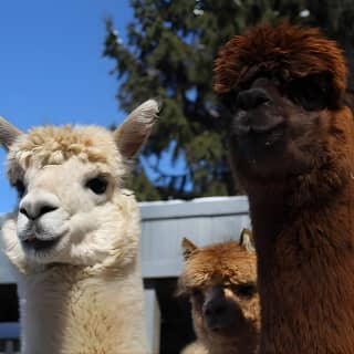 Guided Lilymoore Alpaca Farm Tour