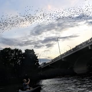 Congress Avenue Bat Bridge Kayak Tour in Austin