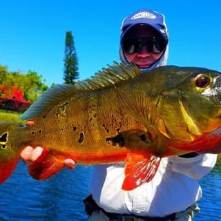 Peacock Bass Fishing Trips Near Miami Florida