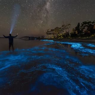 Florida Bioluminescent Paddleboard . Kayak Excursion