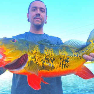 Peacock Bass Fishing Trips Near Miami Florida
