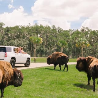 Wild Florida Drive-Thru Safari Park Tickets