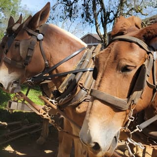 Unique Amish Immersion in Lancaster