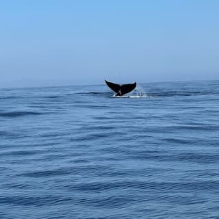 Private Family Whale & Dolphin Adventure in San Diego