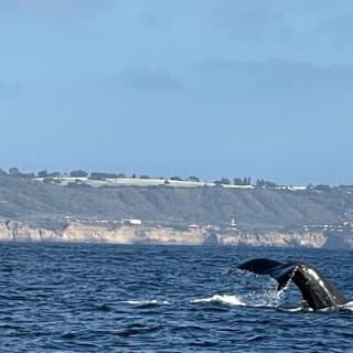 Private Family Whale & Dolphin Adventure in San Diego