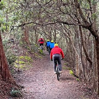 Easy Bike Tour - Mt Wellington Summit Descent & Rainforest Ride