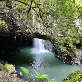 Premium Springbrook Natural Bridge, Glow Worm Cave & Skywalk