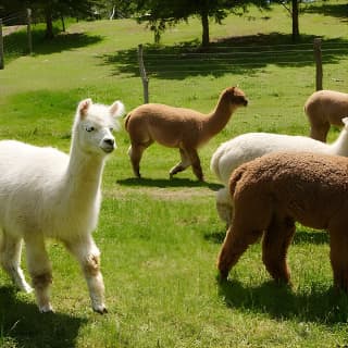 Guided Lilymoore Alpaca Farm Tour