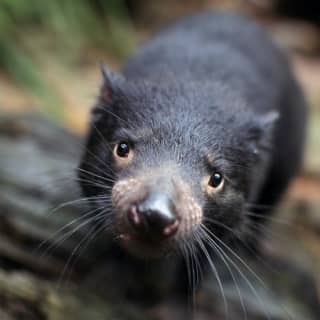 WILD LIFE Sydney Zoo: Come face to face with Australia's wildlife