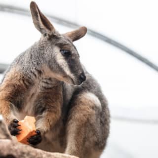 WILD LIFE Sydney Zoo: Come face to face with Australia's wildlife