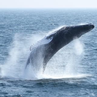 Boston Whale Watching Cruise by High-Speed Catamaran