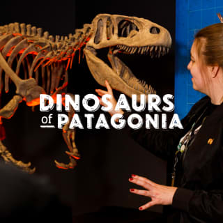 Dinosaurs of Patagonia