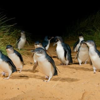 Phillip Island Penguin Parade Small Group Eco tour