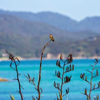 Island Hopper Day Cruise - sailing to wildlife sanctuary island - 6 hr cruise