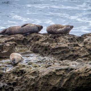 San Diego: 90-Minute Seal Tour with Amphibious Bus