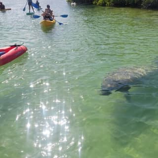 Mangrove Jungle Exploration on SUP.Kayak