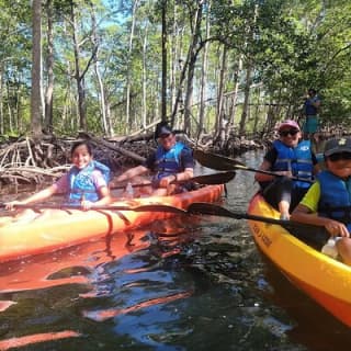 Mangrove Jungle Exploration on SUP.Kayak