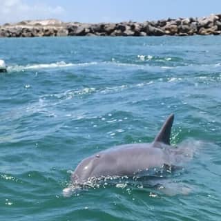 Crab Island Dolphin Jetski Adventure 