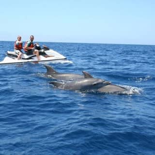 Crab Island Dolphin Jetski Adventure 