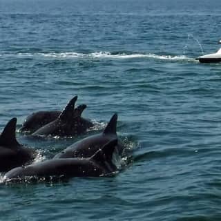 Crab Island Dolphin Jetski Adventure 