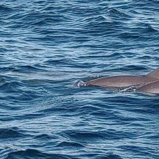 2 Hours Swim with the Dolphins in Panama City