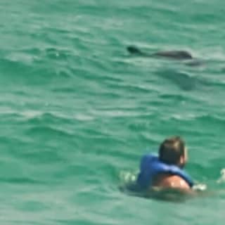 2 Hours Swim with the Dolphins in Panama City
