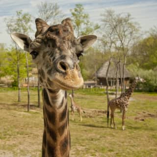 Nashville Zoo at Grassmere: Fast track