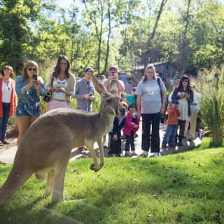 Nashville Zoo at Grassmere: Fast track