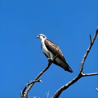 2 Hours Guided Robinson Preserve Mangrove Tour