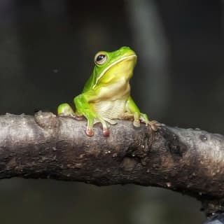 Solar Whisper Daintree River Crocodile and Wildlife Cruise