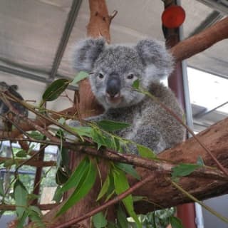 Kuranda Koala Gardens