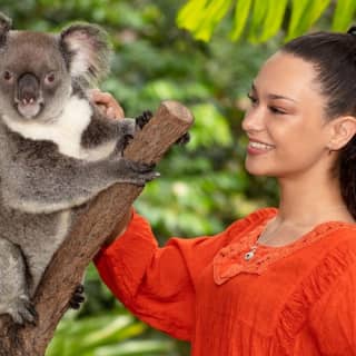 Kuranda Koala Gardens