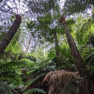 Great Ocean Road: Small Group Eco Tour from Melbourne