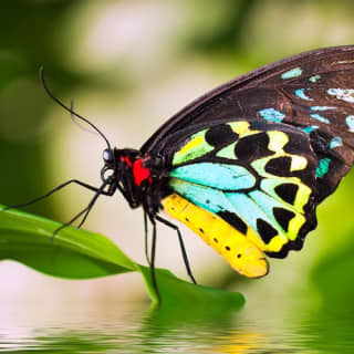 Australian Butterfly Sanctuary