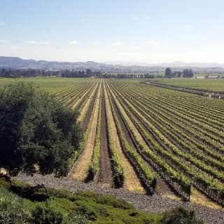 Wine Country: Half-Day Tour from San Francisco