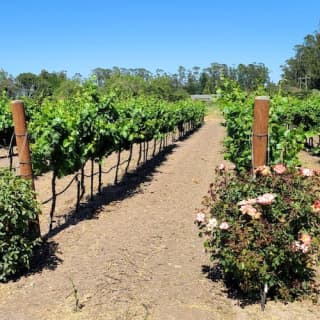 Wine Country: Half-Day Tour from San Francisco