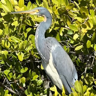 2 Hours Guided Robinson Preserve Mangrove Tour