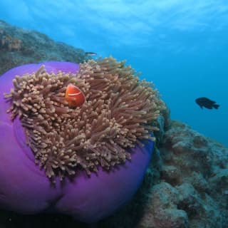 Great Barrier Reef Adventure