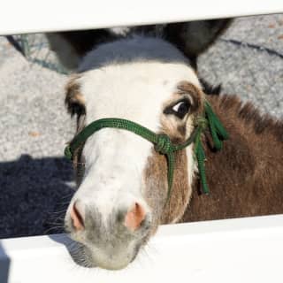 General Admission to SkyLand Ranch