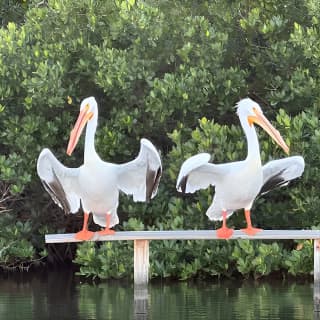 2 Hours Guided Robinson Preserve Mangrove Tour