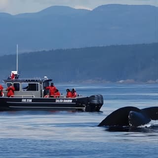 Ultimate Marine Whale & Wildlife Tour