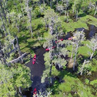 Manchac Swamp Kayak Tour