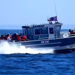 Ultimate Marine Whale & Wildlife Tour