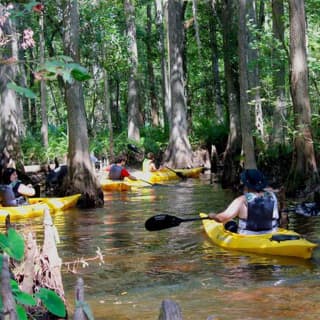 2-Hour Cypress Forest Guided Kayak Tour in Orlando