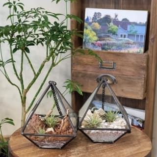 Plantist: Terrariums, plants in a glass vase