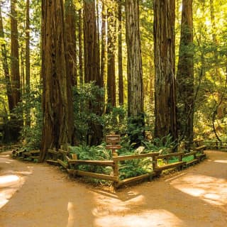 Muir Woods & Sausalito Tour