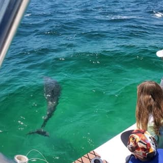 Family Fun Combo: Dolphins, Fishing & Swimming (Flowing Water Charters)